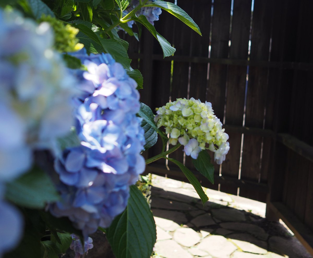 dandan_up's tweet photo. 昨日梅雨の晴れ間に鎌倉へ行ってきました紫陽花で人気な場所には行かず静かにゆったりと過ごせる所に行ってきました https://t.co/FddmKfjmam