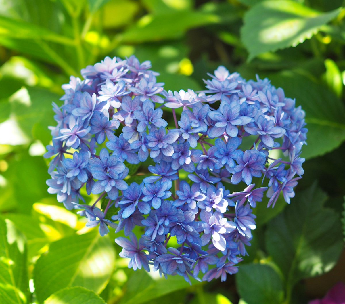 dandan_up's tweet photo. 昨日梅雨の晴れ間に鎌倉へ行ってきました紫陽花で人気な場所には行かず静かにゆったりと過ごせる所に行ってきました https://t.co/FddmKfjmam