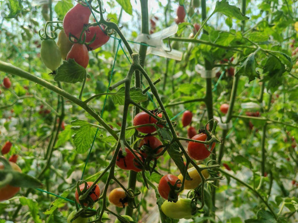 L4MCJS28xQRypCR's tweet photo. Just tried the new organic cherry tomatoes from the local farm—burst with sweet juice, no weird aftertaste! Perfect for salads or snacking. Highly recommend! https://t.co/WncgOk2BJz