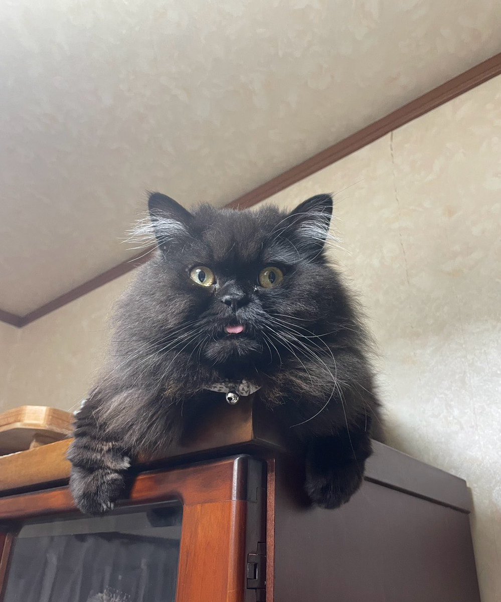 黒猫おはぎ(=^x^=)♪ あずき&おはぎ (4才) (@azuki_and_ohagi) / Posts / X