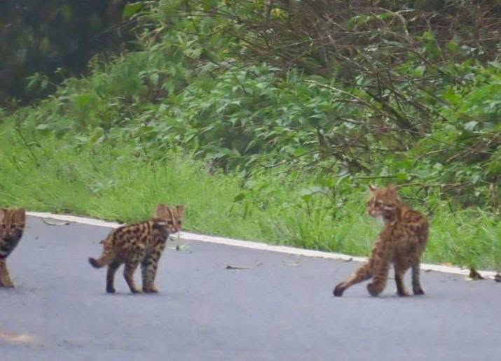 chiangmainews's tweet photo. น่าฮักขนาด‼️🐆 "แมวดาว" 3 ตัวน้อย โผล่วิ่งเล่นข้ามถนนทางขึ้นดอยอินทนนท์
"แมวดาว" เป็นสัตว์ป่าคุ้มครองของประเทศไทย จัดอยู่ในกลุ่มสัตว์เลี้ยงลูกด้วยนมกินเนื้อ มีลวดลายสวยงามคล้ายเสือดาว และพบอาศัยอยู่ในพื้นที่ป่าที่มีความอุดมสมบูรณ์

อ่านข่าว https://t.co/cflhUJOXIb
#เชียงใหม่นิวส์ https://t.co/b0xSUtM0f2