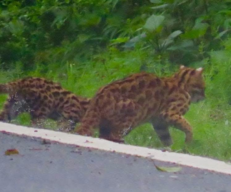 chiangmainews's tweet photo. น่าฮักขนาด‼️🐆 "แมวดาว" 3 ตัวน้อย โผล่วิ่งเล่นข้ามถนนทางขึ้นดอยอินทนนท์
"แมวดาว" เป็นสัตว์ป่าคุ้มครองของประเทศไทย จัดอยู่ในกลุ่มสัตว์เลี้ยงลูกด้วยนมกินเนื้อ มีลวดลายสวยงามคล้ายเสือดาว และพบอาศัยอยู่ในพื้นที่ป่าที่มีความอุดมสมบูรณ์

อ่านข่าว https://t.co/cflhUJOXIb
#เชียงใหม่นิวส์ https://t.co/b0xSUtM0f2