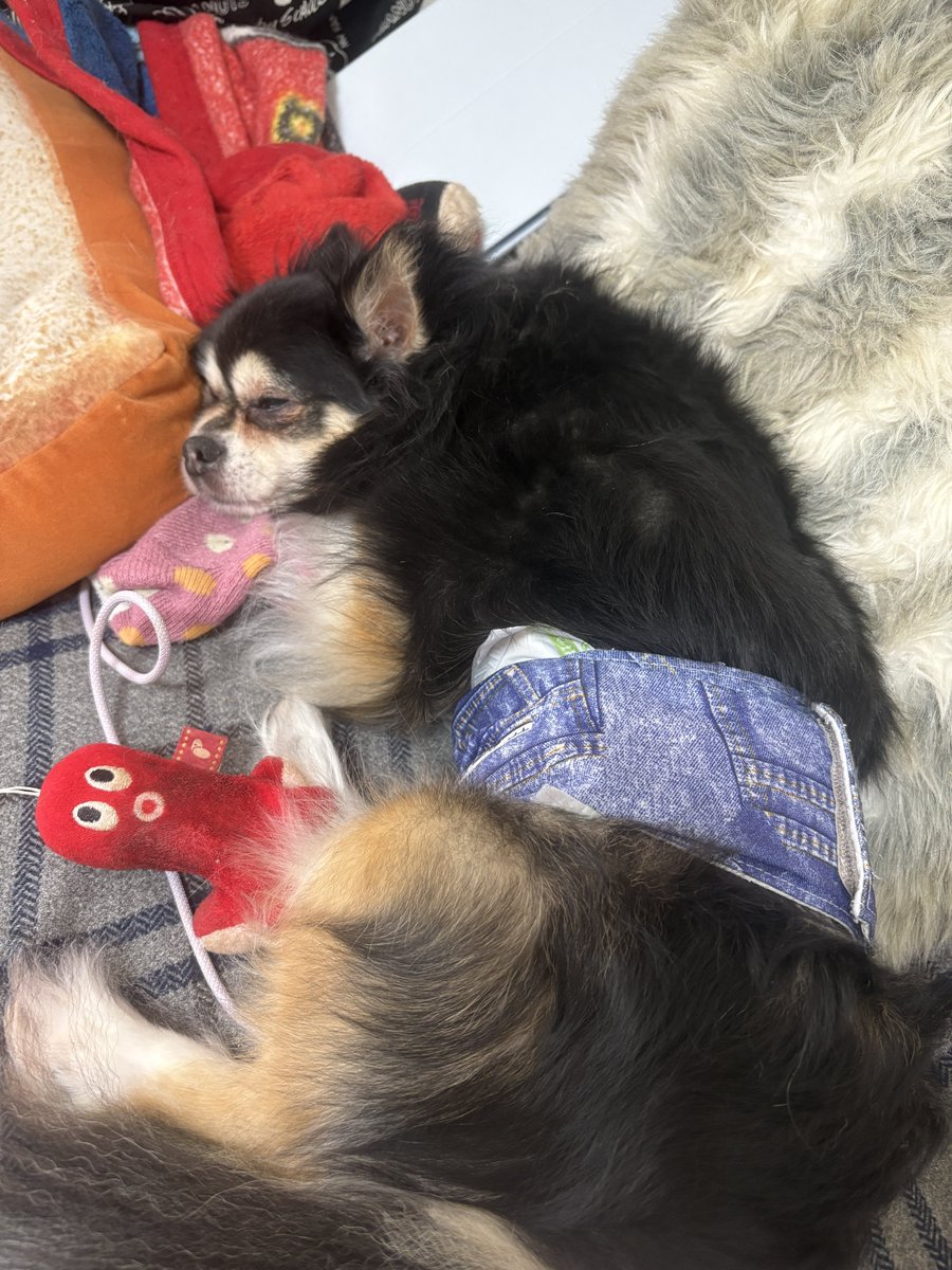 nuts20120229's tweet photo. なんか飼い主の匂いがするんだけど気のせいかなぁ…🐶💤 https://t.co/JXp7n9mW9U