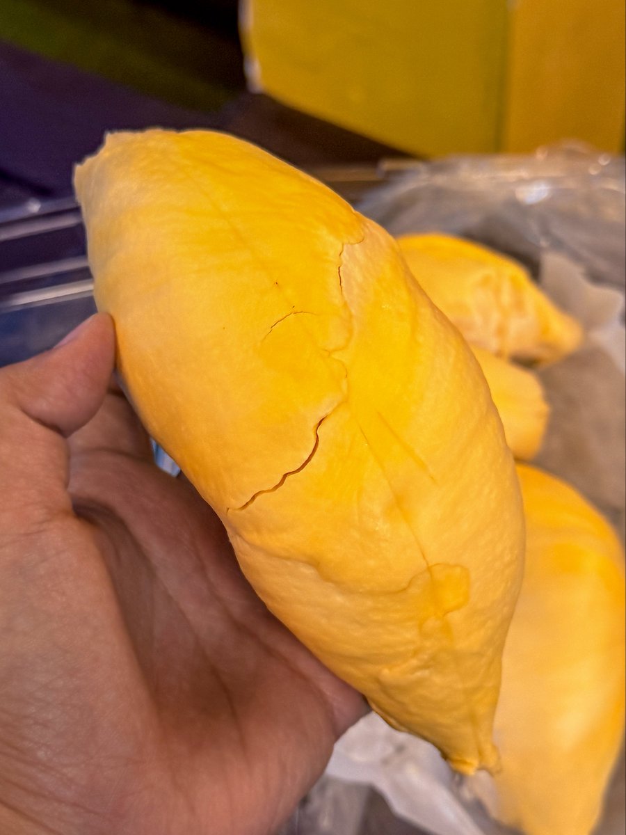 kptalonlak's tweet photo. กลับมากินทุเรียนต่อ
ทุเรียนภูเขาไฟ ศรีสะเกษ (หมอนทอง)
แบบสุกพอดีทาน กรอบนอกนุ่มใน
รสชาติจะออกมัน และมีโทนอมเปรี้ยวเบา ๆ 
มีความฟรุ๊ตตี้ แบบสดชื่น 
กินแบบแช่เย็น ฟินมากกก 

แกะเนื้อขีดละ 70/90 
ถ้าลูกโลละ 280฿

ร้านเปรมผลไม้ ตลาดสดธนบุรี

#อร่อยบอกต่อ #KPตะลอนแหลก https://t.co/nZC8Ht3PiD