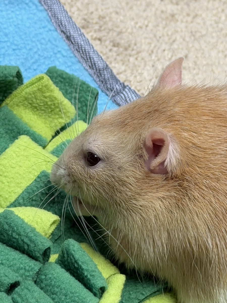 P1gsFly5's tweet photo. I miss my rats https://t.co/uaVtdki5zJ