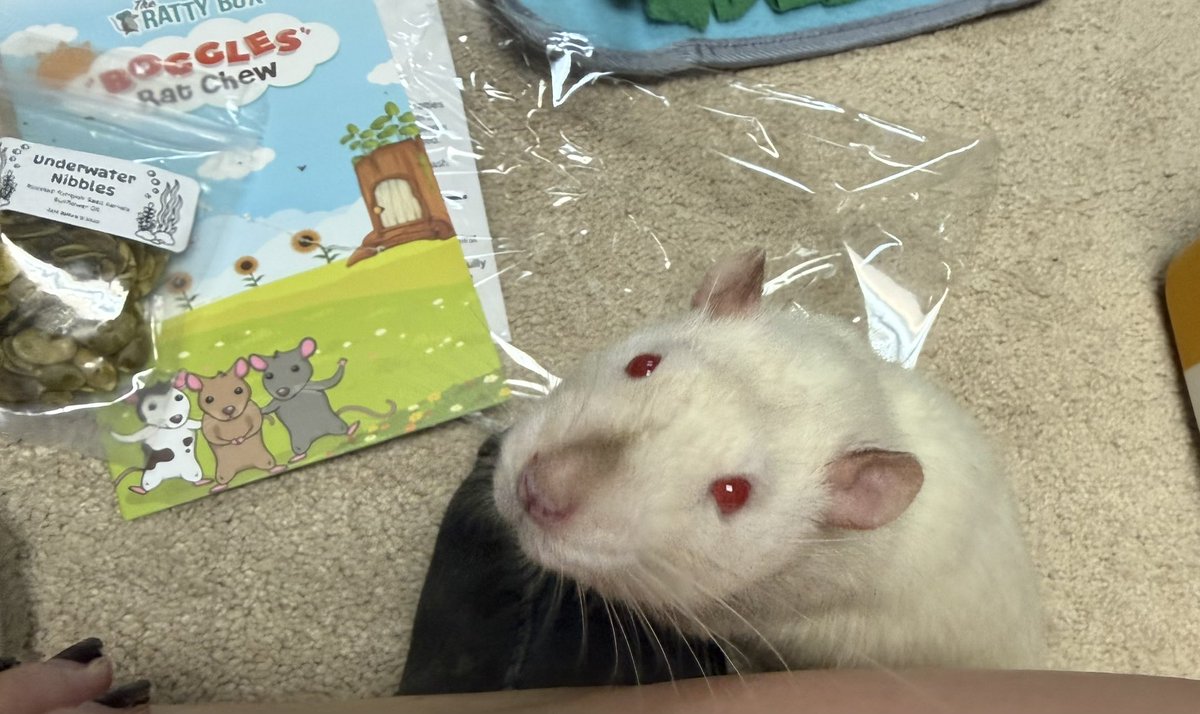 P1gsFly5's tweet photo. I miss my rats https://t.co/uaVtdki5zJ