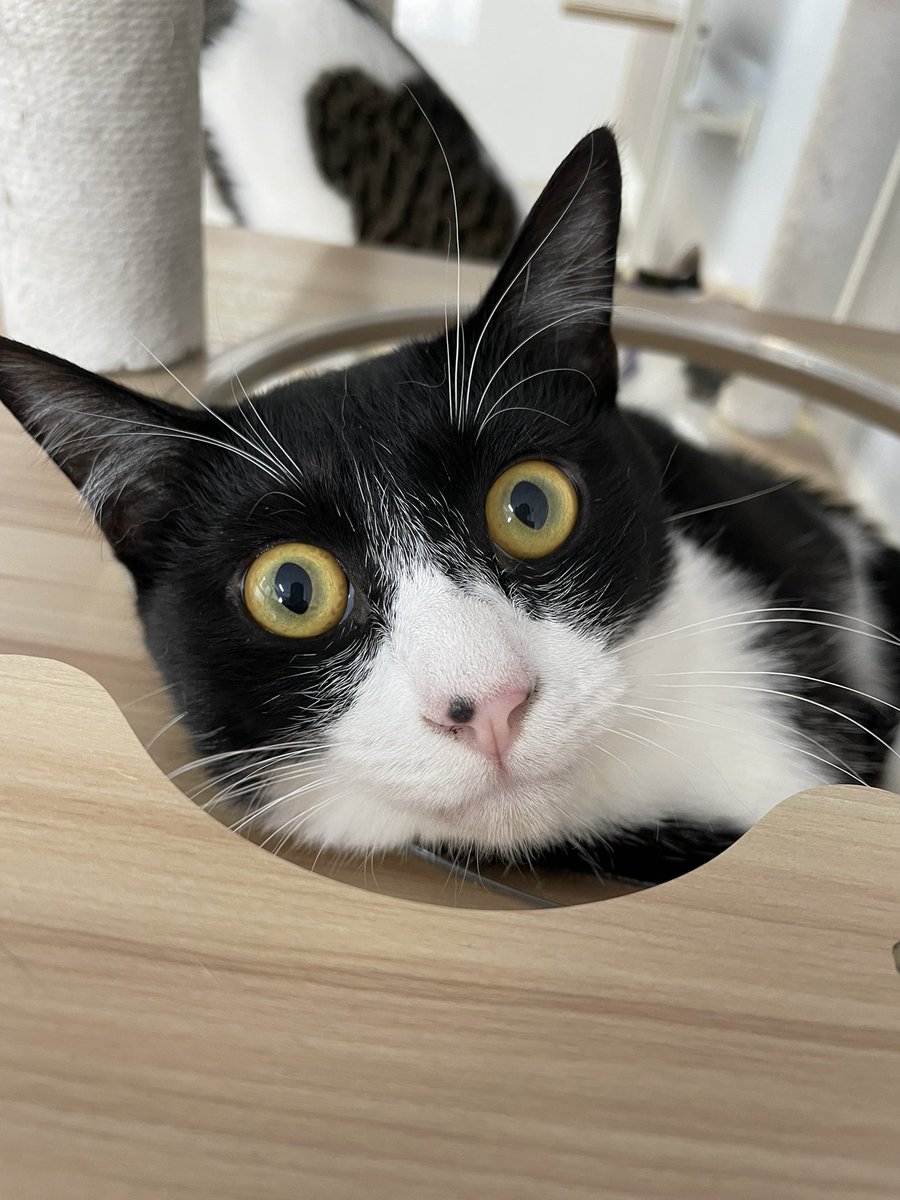 保護猫カフェstellata tweet media