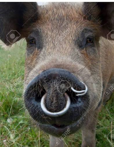 FrancBeam's tweet photo. @_josephine0_ No disgusting. Even the side clip.
If you think it makes one attractive, then you must be attracted to this Hog too. https://t.co/MwoQ44WNuv