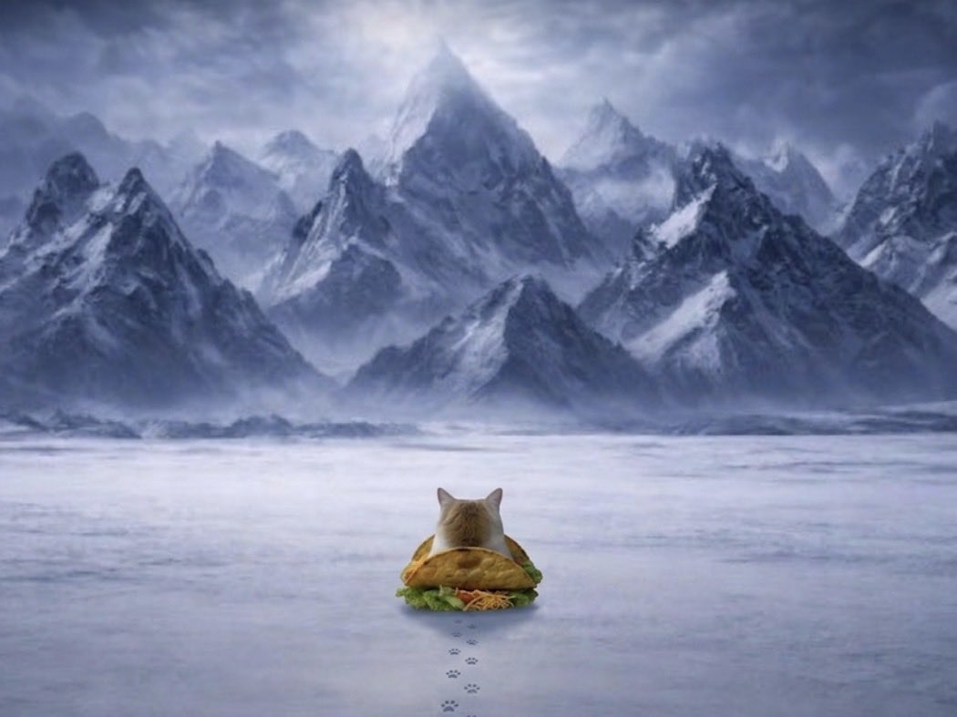 Taco Cat tweet media