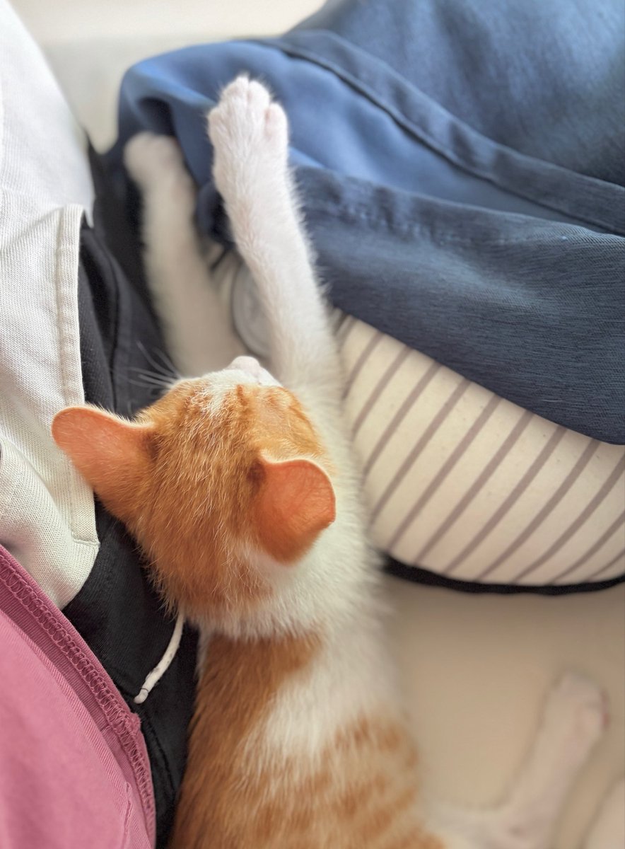 lachata_cat's tweet photo. 기지개를 켜다가
다시 잠들어버린 고양이

축하합니다
라라 https://t.co/IOehSSKUcE