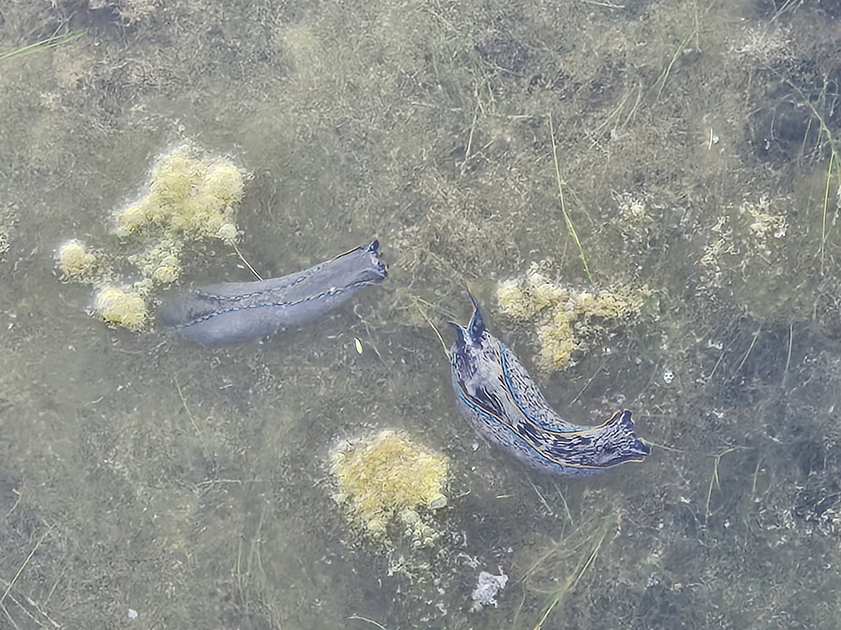 anthro_andrew's tweet photo. Found some squishy critters today

California aglaja (Navanax inermis) 🥰 https://t.co/k9p3KMpIB7