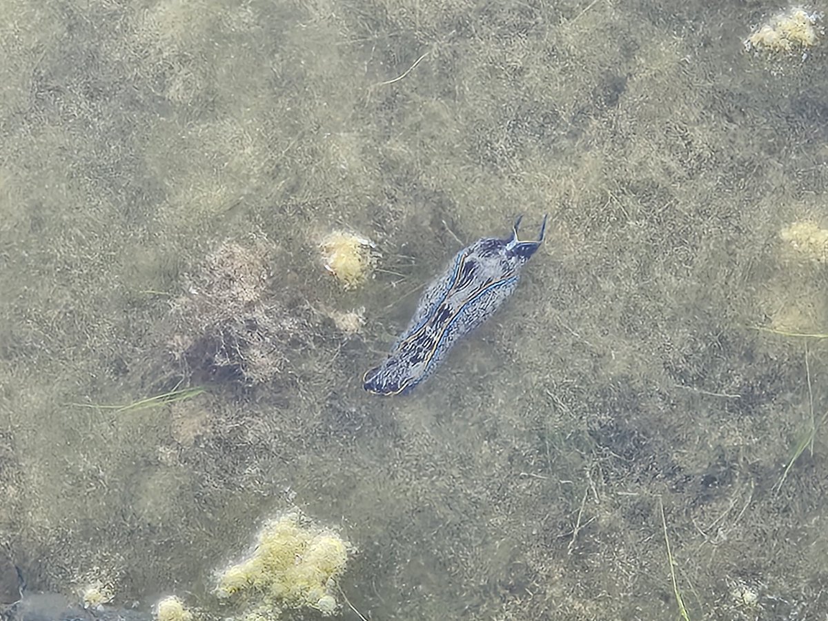 anthro_andrew's tweet photo. Found some squishy critters today

California aglaja (Navanax inermis) 🥰 https://t.co/k9p3KMpIB7