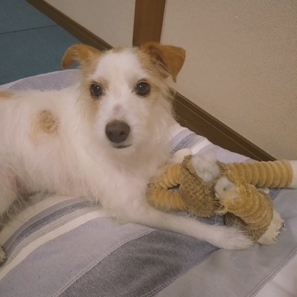 Jethro20200318's tweet photo. 破壊後、、、🐾🧸

#jackrussellterria #jrt
#ジャックラッセルテリア
#ジェスロ日記 https://t.co/QtM4dyokNx