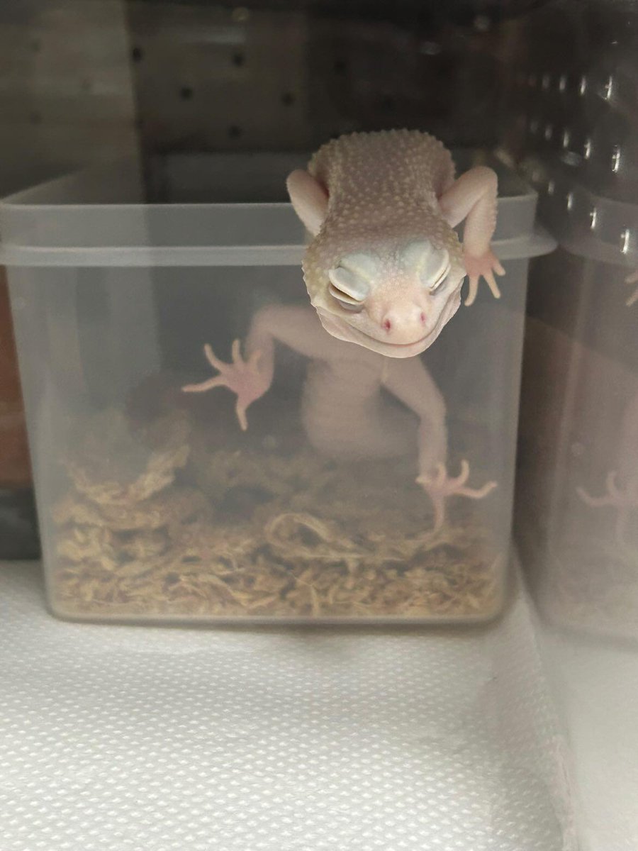 guppyen's tweet photo. 自慢の爬虫類グランプリ！
⁡「ヒョウモントカゲモドキ"ディアブロブランコ"」⁡
⁡⁡
⁡本日、応募していただきました！⁡レオパの中でも1番白いんじゃないかと思うくらい綺麗なディアブロブランコさんですね！あくびをしているところがとっても可愛いです！⁡⁡まだまだご応募お待ちしております！⁡ https://t.co/S97jTBeqHb