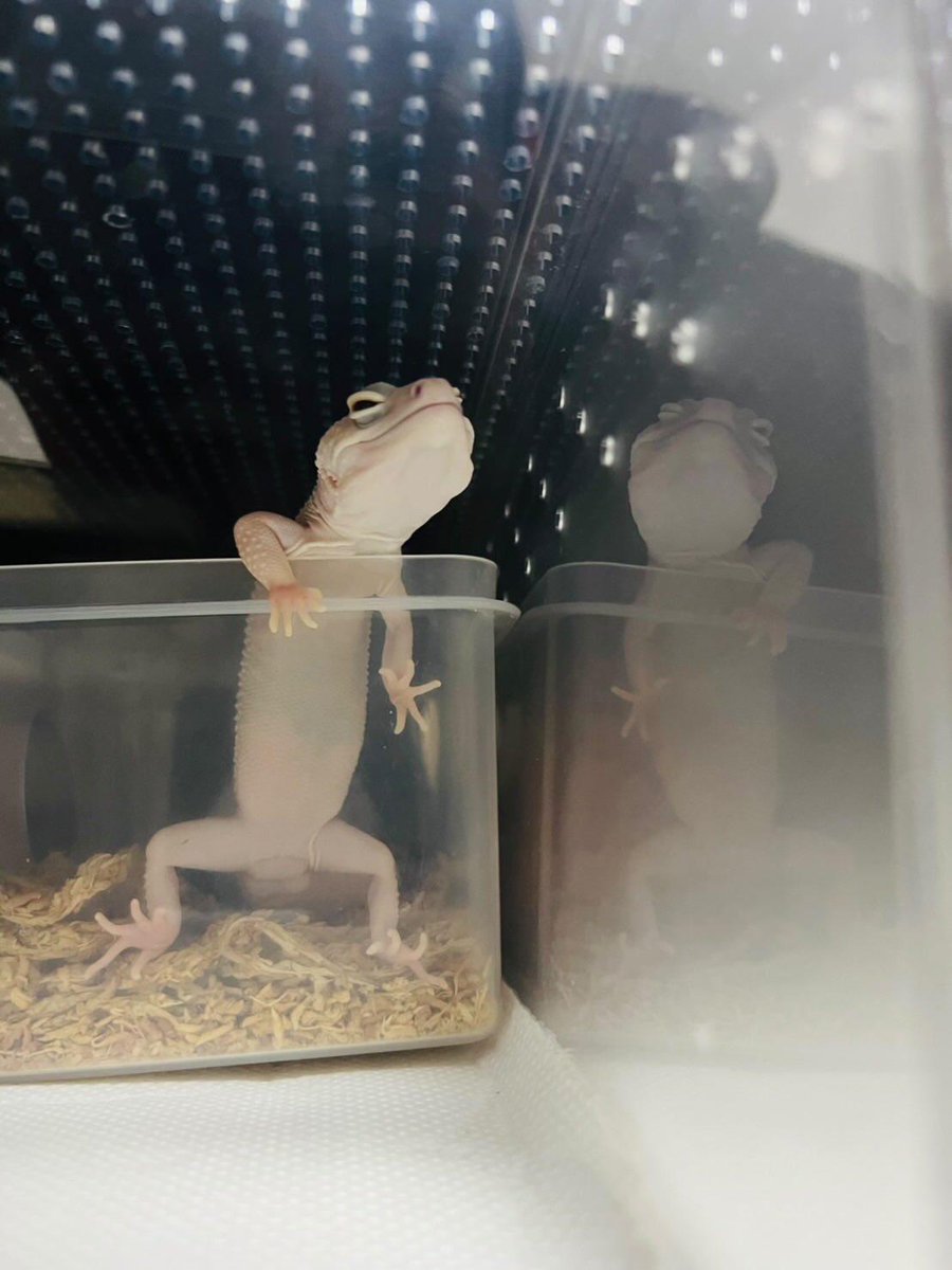 guppyen's tweet photo. 自慢の爬虫類グランプリ！
⁡「ヒョウモントカゲモドキ"ディアブロブランコ"」⁡
⁡⁡
⁡本日、応募していただきました！⁡レオパの中でも1番白いんじゃないかと思うくらい綺麗なディアブロブランコさんですね！あくびをしているところがとっても可愛いです！⁡⁡まだまだご応募お待ちしております！⁡ https://t.co/S97jTBeqHb