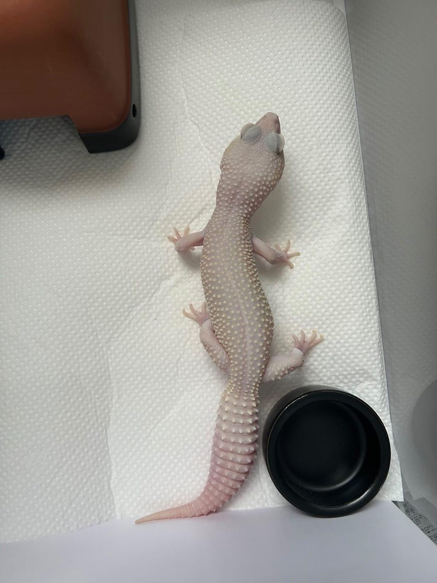 guppyen's tweet photo. 自慢の爬虫類グランプリ！
⁡「ヒョウモントカゲモドキ"ディアブロブランコ"」⁡
⁡⁡
⁡本日、応募していただきました！⁡レオパの中でも1番白いんじゃないかと思うくらい綺麗なディアブロブランコさんですね！あくびをしているところがとっても可愛いです！⁡⁡まだまだご応募お待ちしております！⁡ https://t.co/S97jTBeqHb