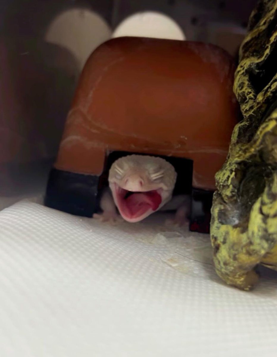 guppyen's tweet photo. 自慢の爬虫類グランプリ！
⁡「ヒョウモントカゲモドキ"ディアブロブランコ"」⁡
⁡⁡
⁡本日、応募していただきました！⁡レオパの中でも1番白いんじゃないかと思うくらい綺麗なディアブロブランコさんですね！あくびをしているところがとっても可愛いです！⁡⁡まだまだご応募お待ちしております！⁡ https://t.co/S97jTBeqHb