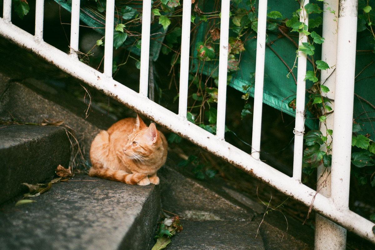 amaki15's tweet photo. Nikon F3の作例レビュー｜40年以上愛される名機を実際に使ってみた。

https://t.co/fyg317gYL6 https://t.co/h1tVEmg8YT