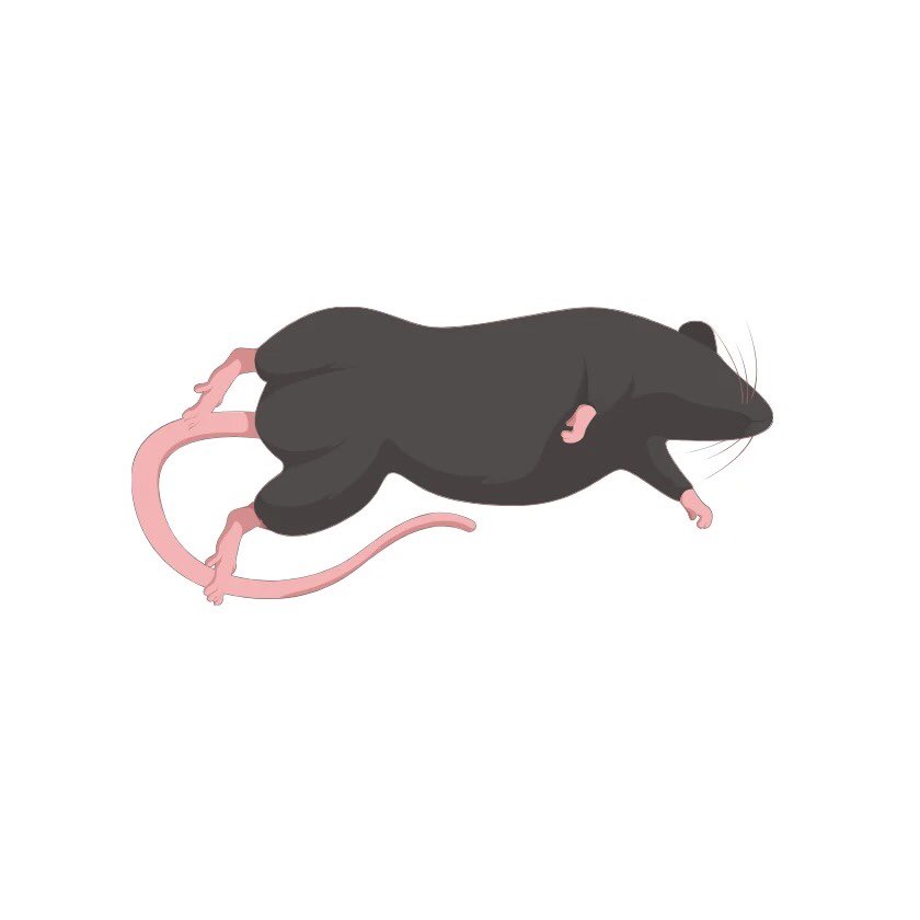 BioGDP's tweet photo. 🐭 C57マウス素材を公開！
• ✔ メカニズム図・総説図
• ✔ 編集自由、手描き不要
高解像度エクスポート対応で、論文図表や研究発表の作成を効率化できます。
• 📚 20,000+ 生物医学素材
• 📑 200+ 図テンプレート
• 💡 1,100+ 論文引用実績
#C57マウス#動物実験#生命科学#論文作成#BioGDP https://t.co/M5dLGrGxpP