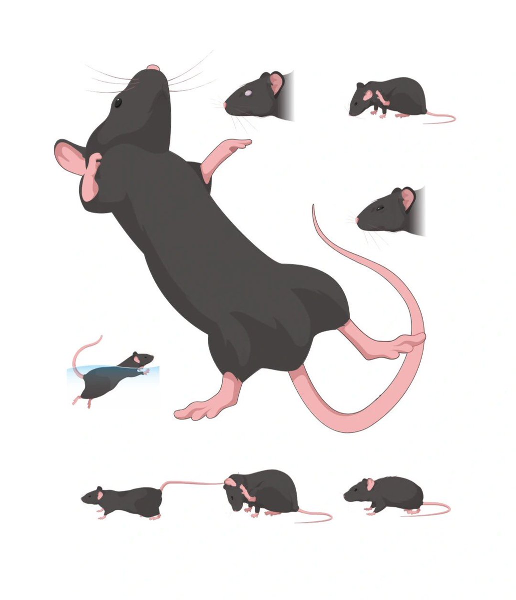 BioGDP's tweet photo. 🐭 C57マウス素材を公開！
• ✔ メカニズム図・総説図
• ✔ 編集自由、手描き不要
高解像度エクスポート対応で、論文図表や研究発表の作成を効率化できます。
• 📚 20,000+ 生物医学素材
• 📑 200+ 図テンプレート
• 💡 1,100+ 論文引用実績
#C57マウス#動物実験#生命科学#論文作成#BioGDP https://t.co/M5dLGrGxpP
