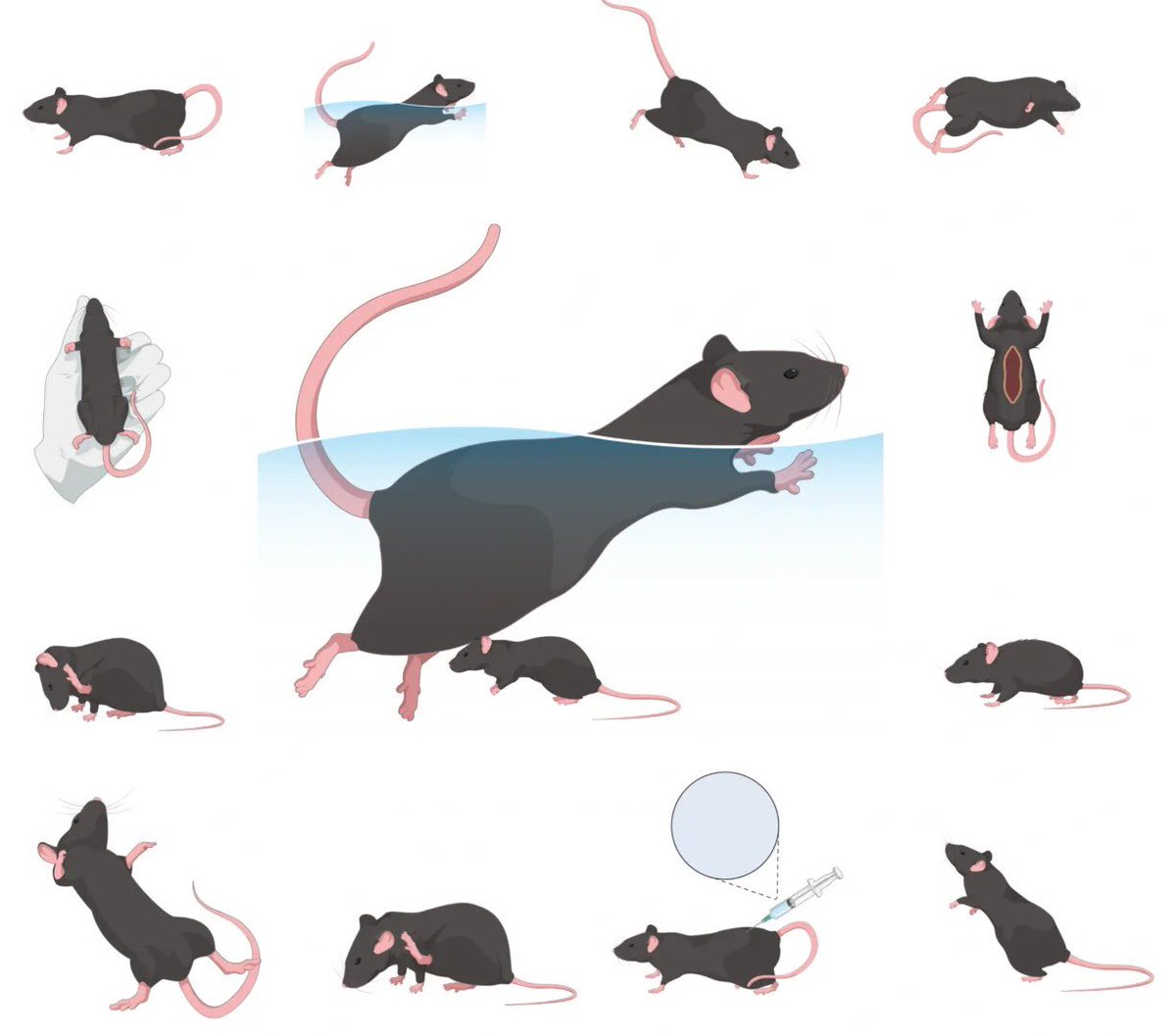 BioGDP's tweet photo. 🐭 C57マウス素材を公開！
• ✔ メカニズム図・総説図
• ✔ 編集自由、手描き不要
高解像度エクスポート対応で、論文図表や研究発表の作成を効率化できます。
• 📚 20,000+ 生物医学素材
• 📑 200+ 図テンプレート
• 💡 1,100+ 論文引用実績
#C57マウス#動物実験#生命科学#論文作成#BioGDP https://t.co/M5dLGrGxpP