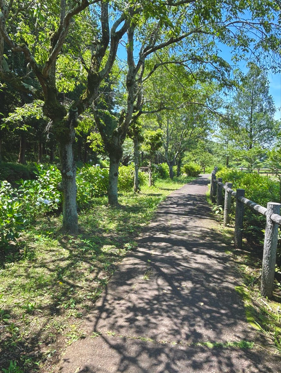 hatoyamatown's tweet photo. 🕊🍀
 
農村公園のあじさいが色づき始めました。
雨の日も晴れている日も、きれいです☺ https://t.co/tL8iSCiByW