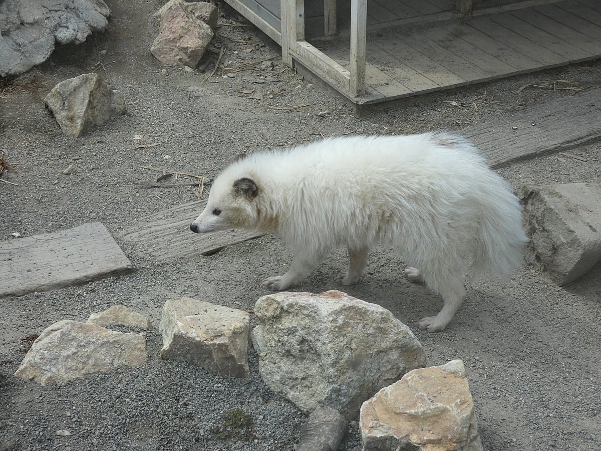 animal_love3d's tweet photo. 犬味を感じる
#しろとり動物園 #ホンドタヌキ #ぶんぶく https://t.co/fGRJ2DbSsG