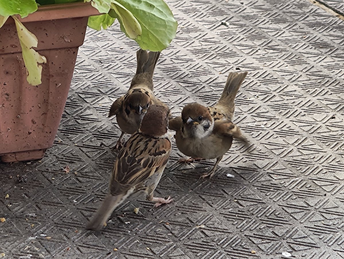 ____MizoRe's tweet photo. 害ﾁｭﾝ駆除隊に新たなメンバーが！
お母ﾁｭﾝめちゃくちゃそこらの羽虫取っててすんごいありがたい https://t.co/FYsh66jvqX