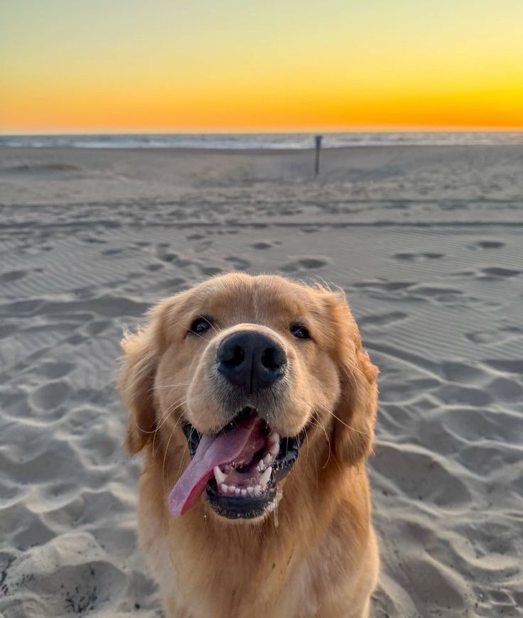 puppiesDoglover's tweet photo. https://t.co/MZx3AHF0jf