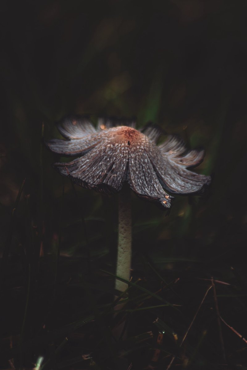 Wildredd9's tweet photo. The mushroom that wanted to be a flower.. https://t.co/KaG5vvGu6t