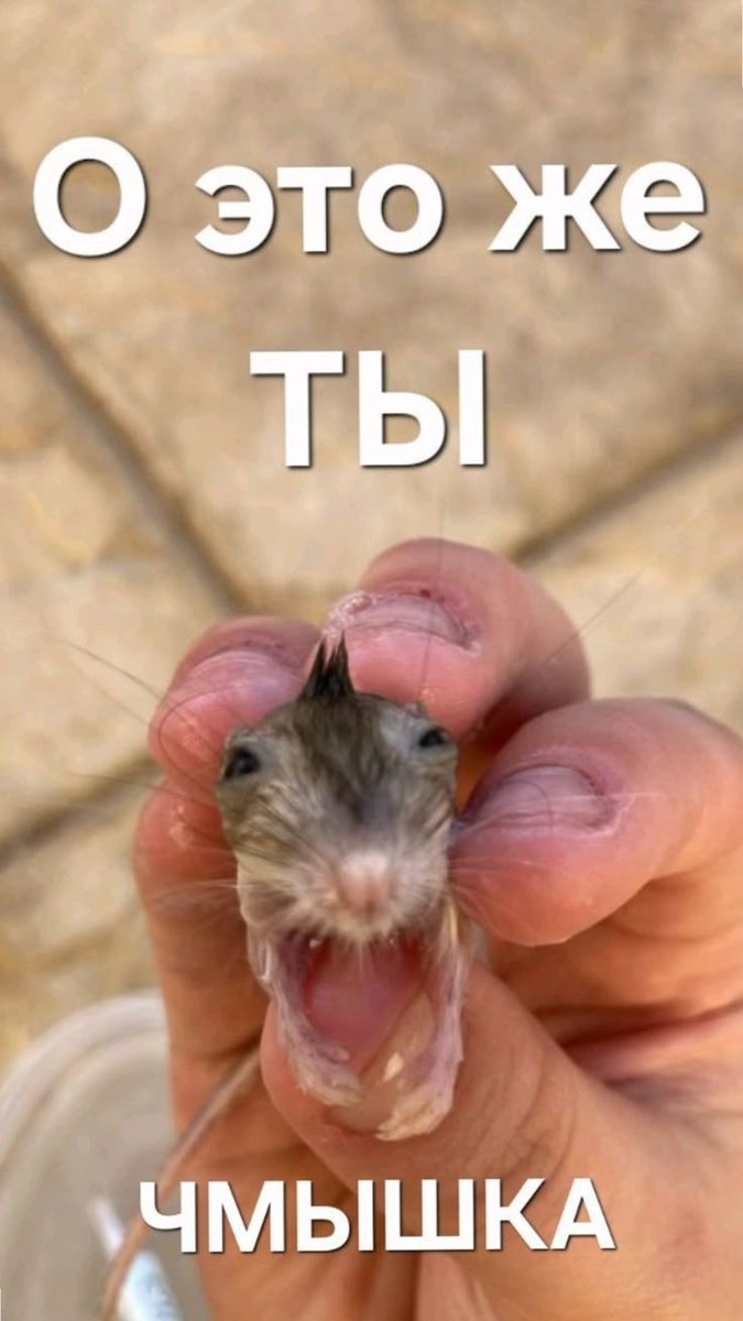 MFarost's tweet photo. О я вспомнил пароли от своих аккаунтов
С крысиным четвергом
#rat #thursday https://t.co/Kq66whXrwL