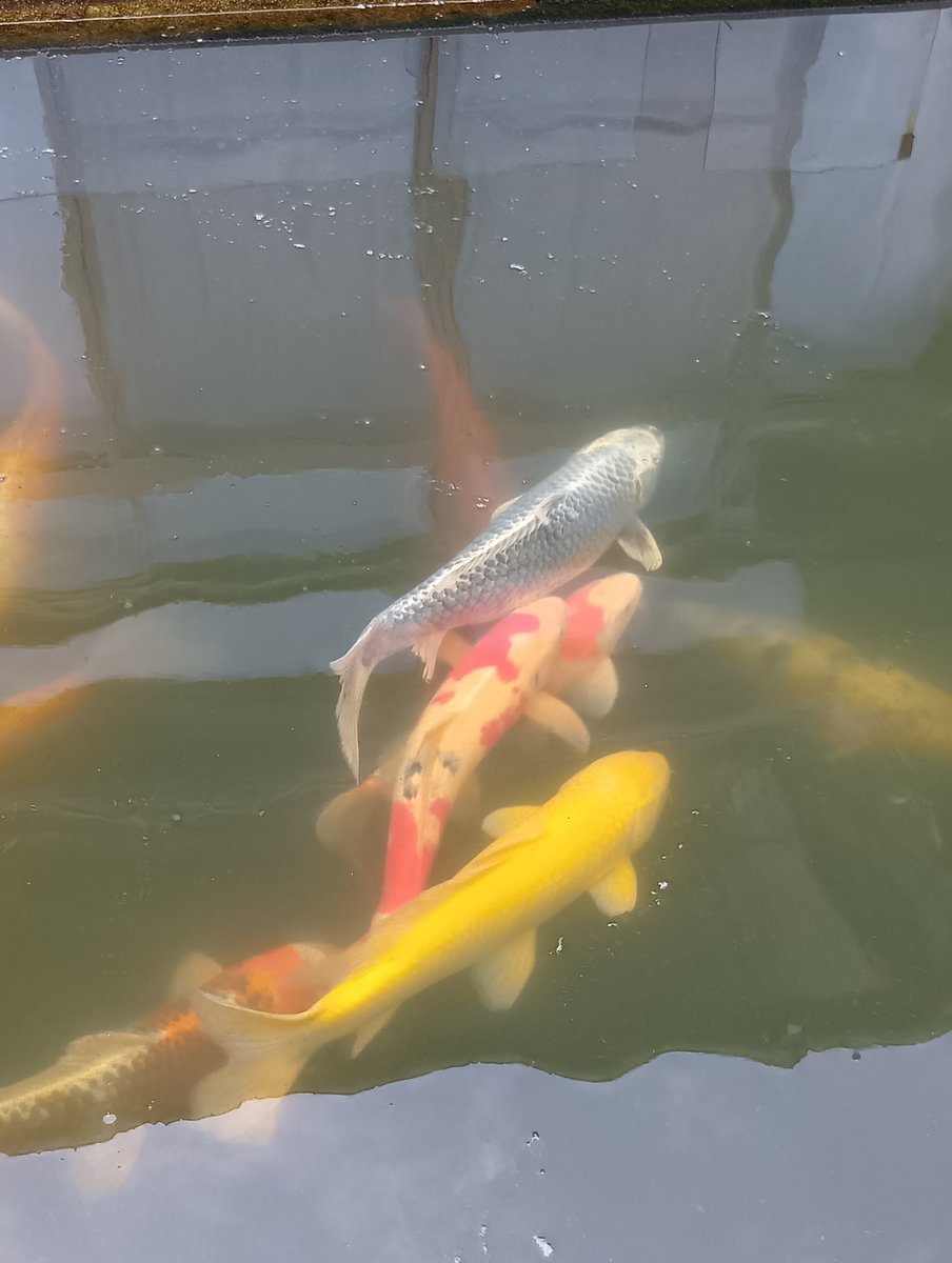 iemeshi_simon's tweet photo. 池の雑種錦鯉の産卵が11日～15日まで、池中バシャバシャ。
メスのケツを追い駆けるのは、近頃のヒトには少なくなったか。
網戸のアミにいくつか産み付けた後があったので別に移したが、果たして孵るか…
ちなみに下3匹目（黄色の上）の紅白はここで孵ったもの。 https://t.co/Q7RcXgCSBZ