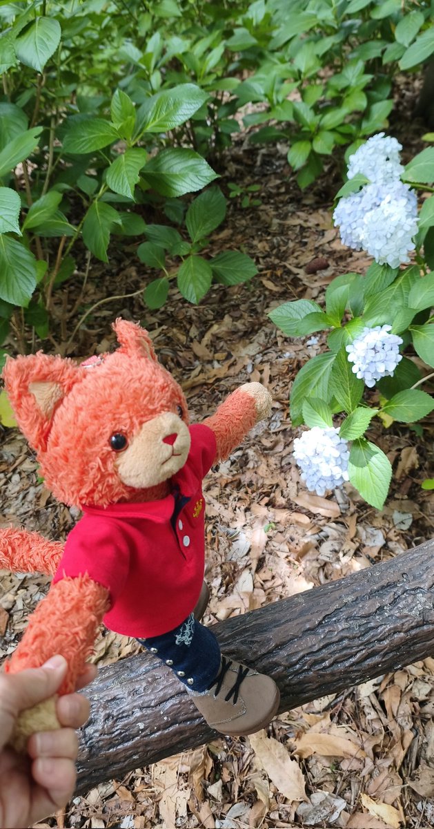 kai026681's tweet photo. ロッソ）ねえねえ、いっしょにおさんぽ？😊
ロッソくん、気を付けてね
ロッソ）だいじょうぶ、おててをつなぎくれたから😊
…そうか😳一生離さないよ！😣💕💕
#プリンスキャット https://t.co/zcb2Dg12rQ