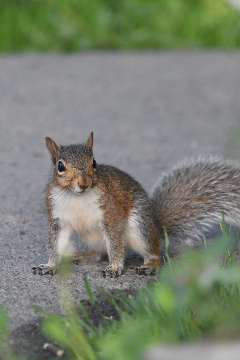 nealesmithworld's tweet photo. Grey Squirrel 
Bude Cornwall 〓〓
#Bude #Cornwall 
#GreySquirrel https://t.co/HkbBQRkD5J