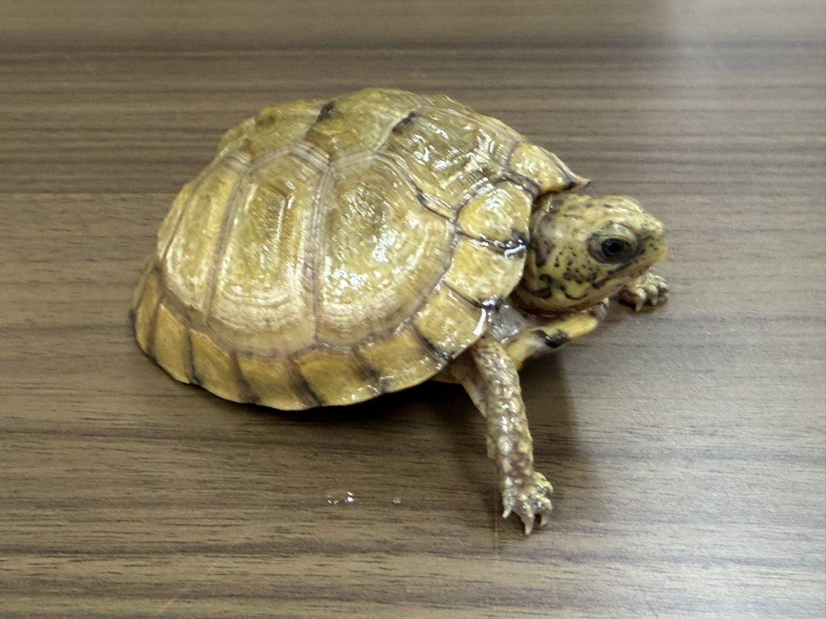 woodbell1's tweet photo. ユカタンハコガメ
2025CBベビー https://t.co/1yAfIbWuWR