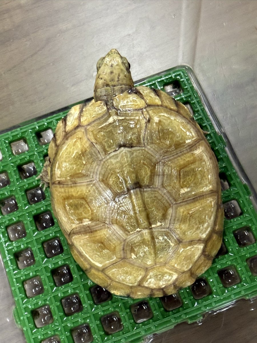 woodbell1's tweet photo. ユカタンハコガメ
2025CBベビー https://t.co/1yAfIbWuWR