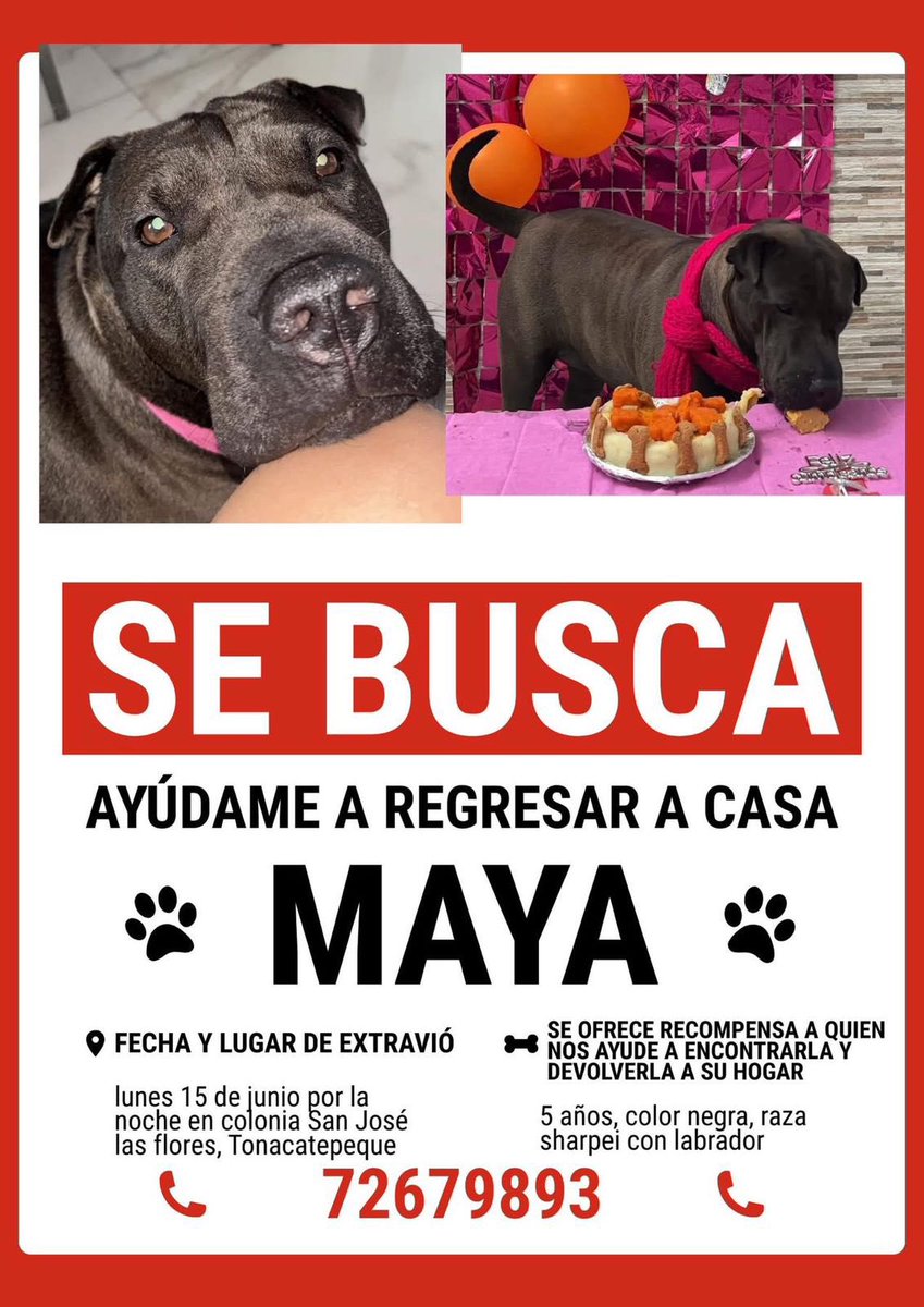 SivarNewsSV's tweet photo. 🔴🐶 BUSCAN A “MAYA”, PERRITA EXTRAVIADA EN TONACATEPEQUE

📢 Familiares solicitan la ayuda de la población para localizar a Maya, una perrita de 5 años, de color negro y cruce de Shar Pei con Labrador, que se extravió la noche del lunes 15 de junio.

📍 De acuerdo con la información compartida, fue vista por última vez en la colonia San José Las Flores, en Tonacatepeque.

💰 Se ofrece recompensa a quien brinde información que permita encontrarla y devolverla a su hogar. Cualquier dato puede comunicarse al 7267-9893.