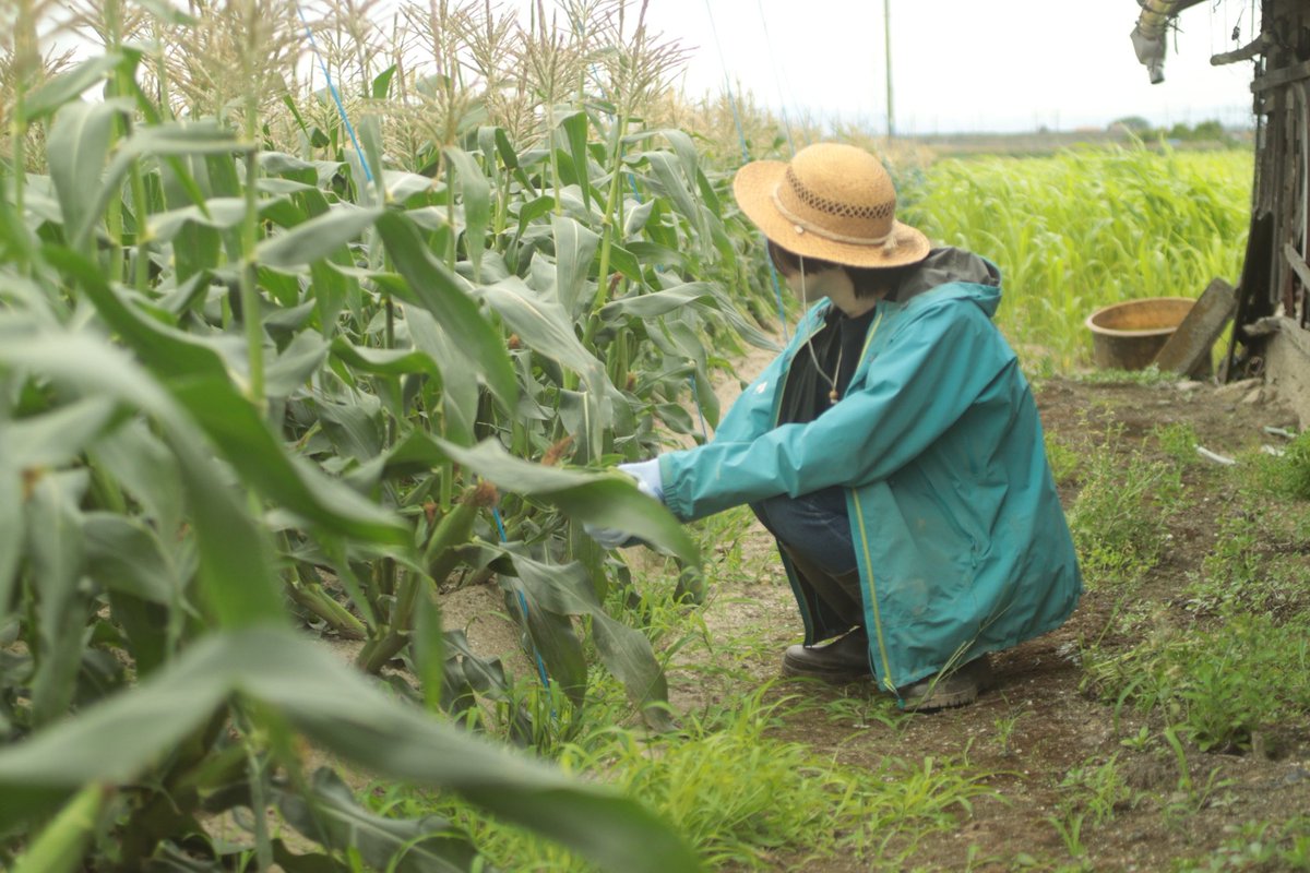 av000cado's tweet photo. 今年のとうもろこしの収穫が始まりました🌽
仕事後に友人ととうもろこしもぎ会！ https://t.co/fMFifOVS2y
