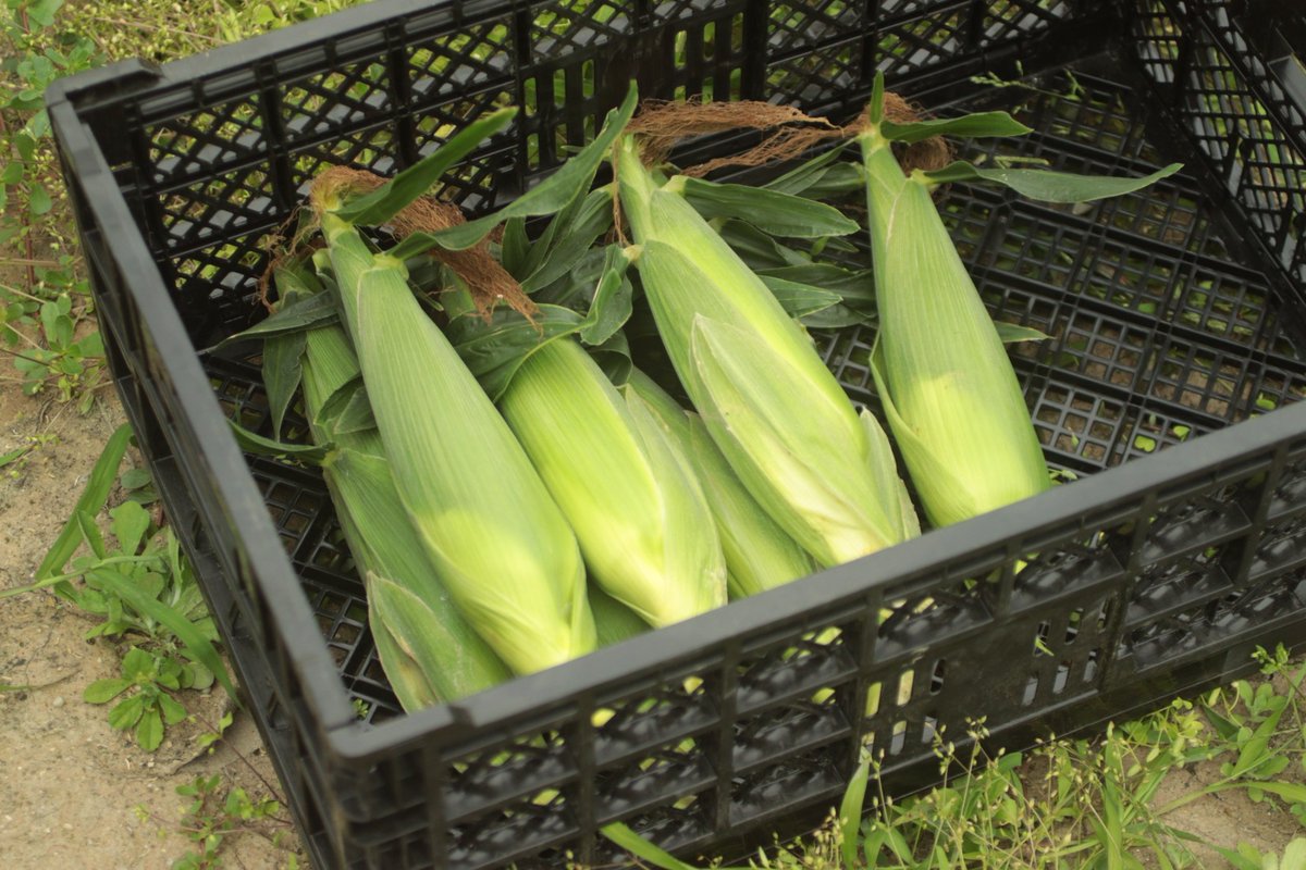 av000cado's tweet photo. 今年のとうもろこしの収穫が始まりました🌽
仕事後に友人ととうもろこしもぎ会！ https://t.co/fMFifOVS2y