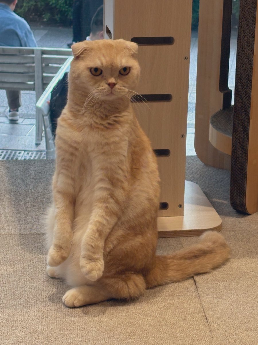 comet_umeno's tweet photo. @Kani_Ocean ねこ https://t.co/nURHbrinS1