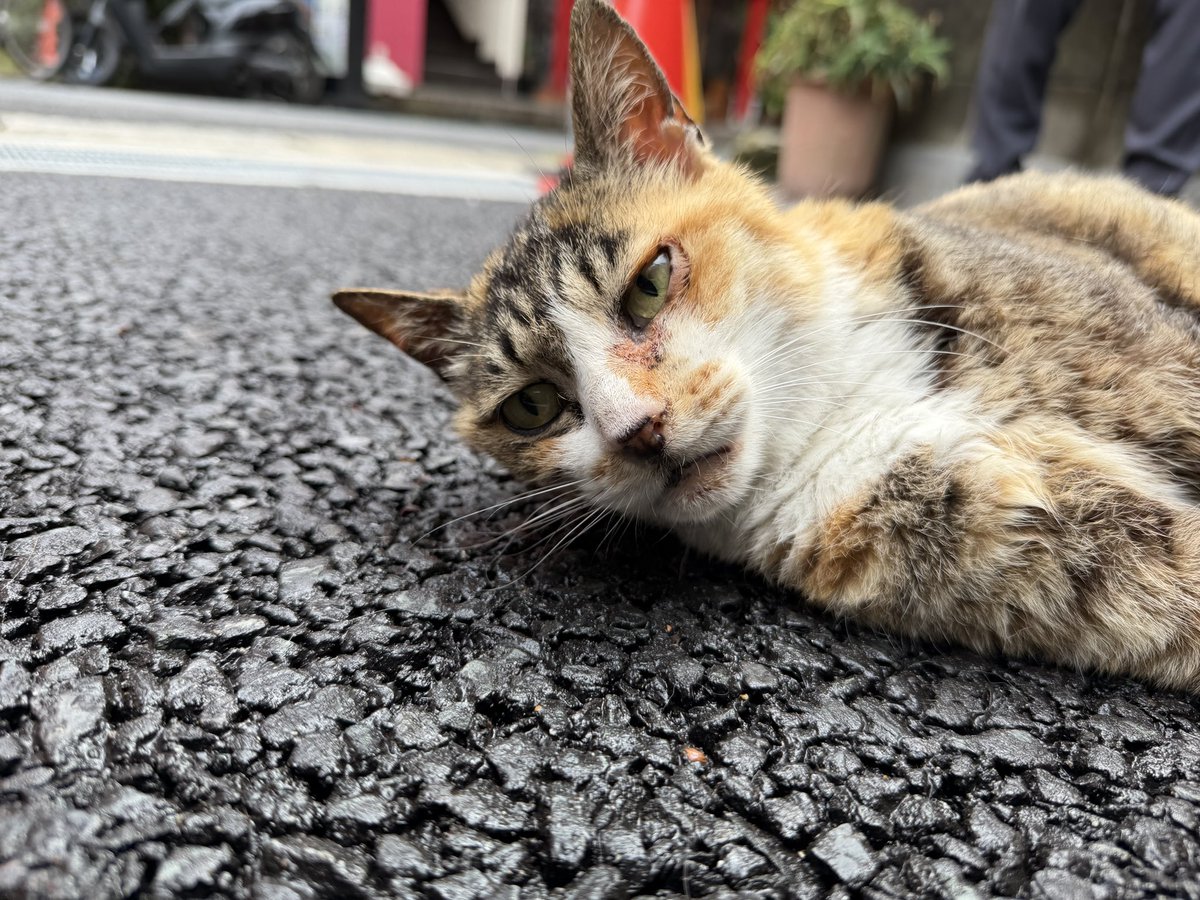 SleepingTigger's tweet photo. ん？雨あがった？ https://t.co/neyTpEFOGn