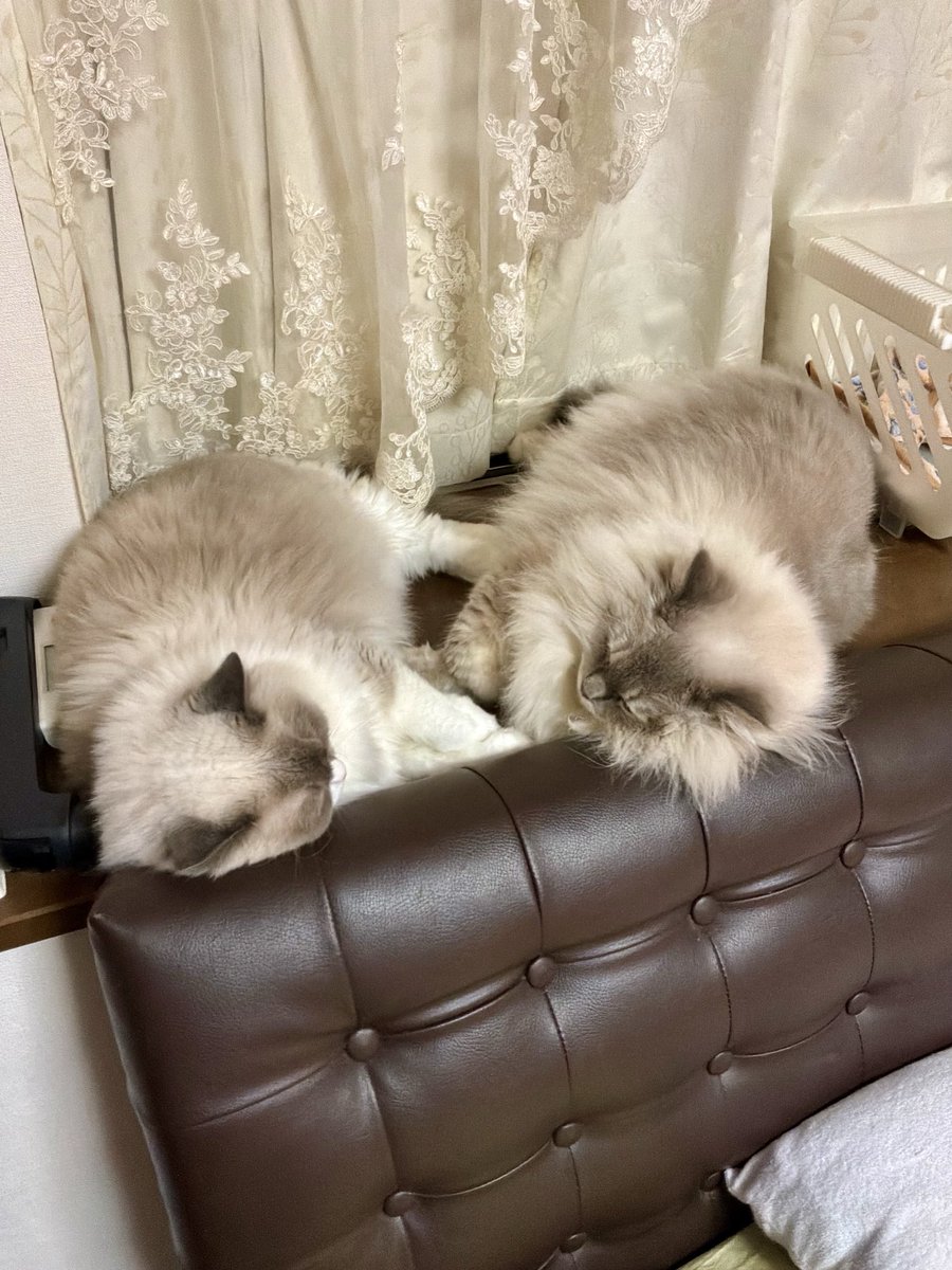 lyo_81's tweet photo. 親子で仲良くおやすみ中💤
#猫 #ラグドール #猫好きさんと繋がりたい https://t.co/JKYsiOQeVg