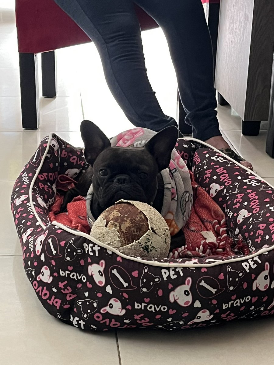 danieelavm's tweet photo. te amo Nala María, estás bien loquita pero no sé qué haría sin ti 🤎 https://t.co/hmPmBhV2VF