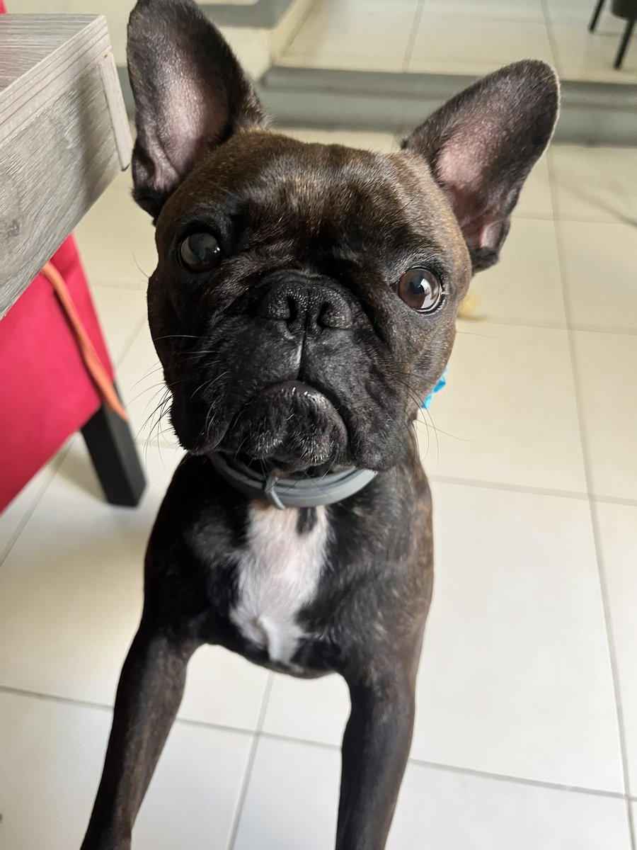 danieelavm's tweet photo. te amo Nala María, estás bien loquita pero no sé qué haría sin ti 🤎 https://t.co/hmPmBhV2VF
