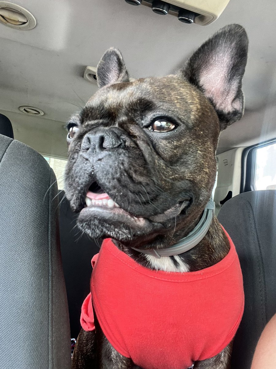 danieelavm's tweet photo. te amo Nala María, estás bien loquita pero no sé qué haría sin ti 🤎 https://t.co/hmPmBhV2VF