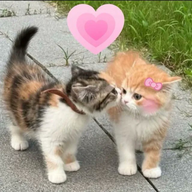catsworldaura's tweet photo. https://t.co/loCeMbrosE
