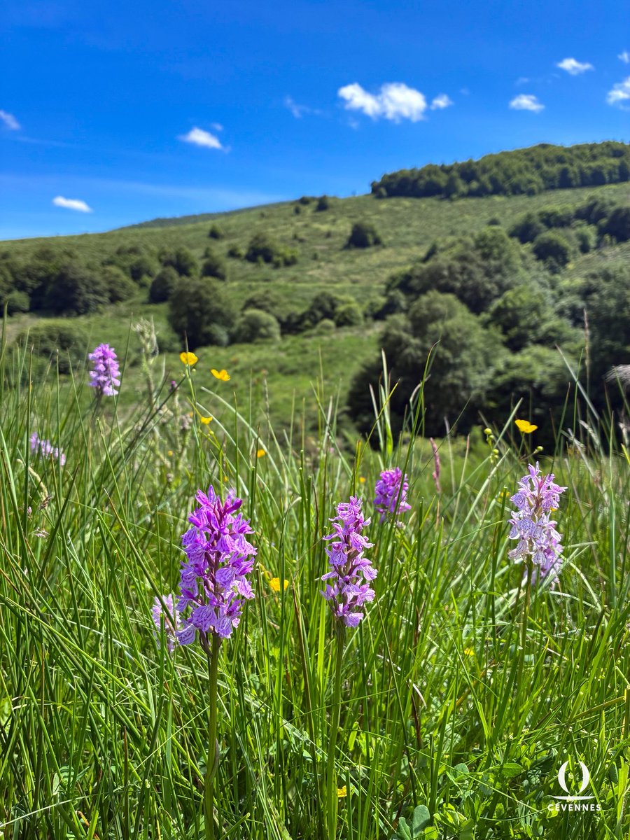 Cevennes_'s tweet photo. « Ainsi, la plus simple fleurette
Du devoir fléchit la rigueur,
Et, selon chacun, parle au cœur
Du bonheur qu’il cherche ou regrette. »
🌱🌳🪻🌼
📖 Sully Prudhomme
📷 Jérémy Latge
🗺️ Cabrillac
#Cevennes #Oraterra https://t.co/f9UNgVS8yV