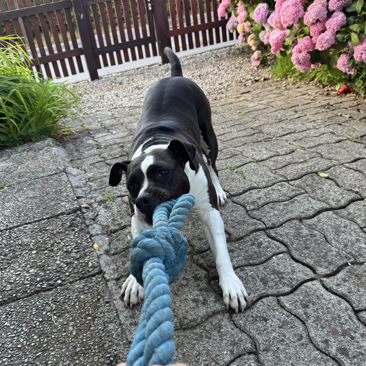 h_janez's tweet photo. Najina jutra 🐶 #boathebeauty #amstaff #mojalubica https://t.co/Uf9tWxK381