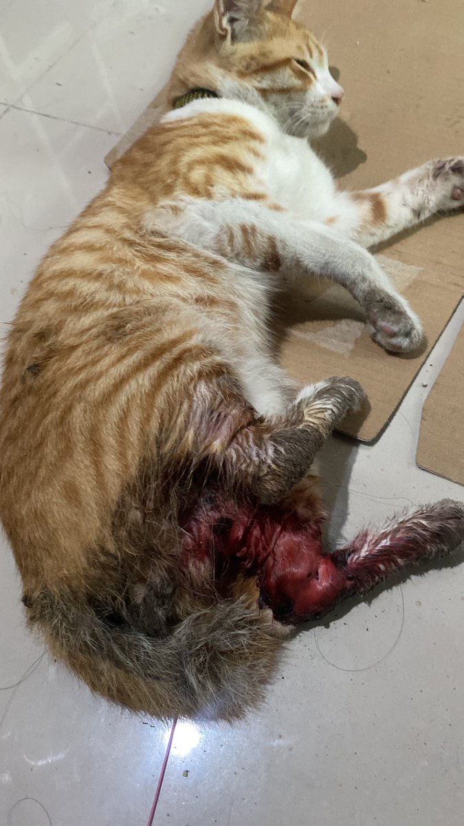 suucidd's tweet photo. OPEN DONASI buat KUCING ‼️

Hallo guys, kucing saya baru saja kena musibah, pertama kali saya temukan sudah dalam keadaan patah tulang, sudah saya bawa ke klinik terdekat dan tindakan operasi dengan biaya yang cukup besar 
tabungan saya tidak cukup untuk mencover semuanya 🙏 https://t.co/7nOgi49kCV