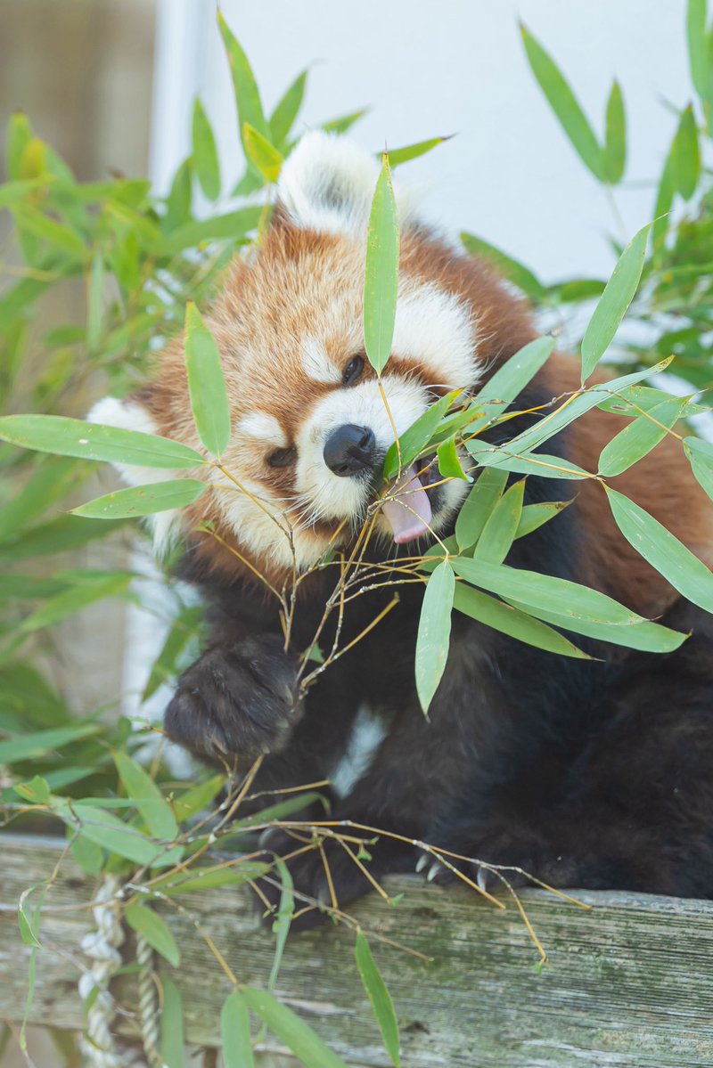 Run_RedPanda's tweet photo. ルナフー夫妻❤️💙笹もぐもぐ🎋✨

📸2026.5

#周南市徳山動物園 
#レッサーパンダ 
#redpanda 
#小熊猫 
#ルナ #福福 https://t.co/fD5SK02KfE